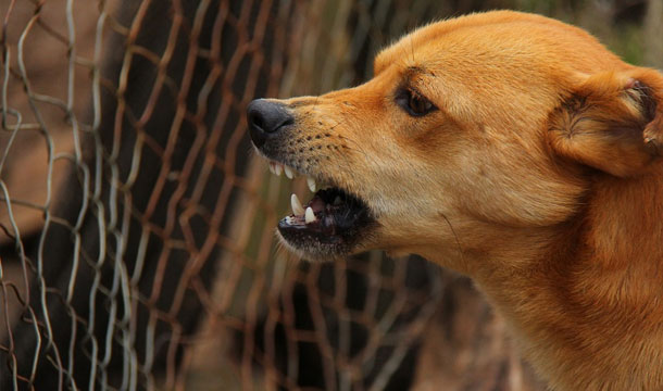 angry dog - Alte Probleme in der neuen Zeit: Größte Probleme Hunde im Jahr 2018