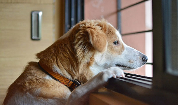 lonely dog - Alte Probleme in der neuen Zeit: Größte Probleme Hunde im Jahr 2018