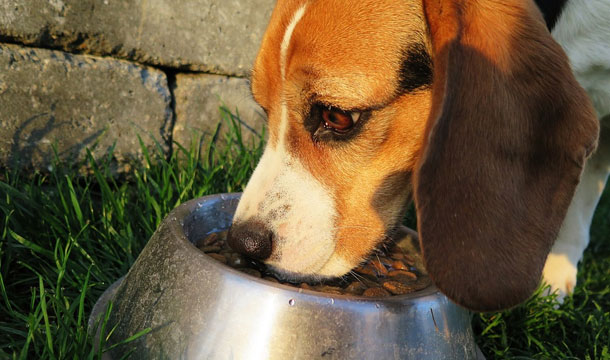 dog food - Die Grundlagen: 3 Dinge, ohne die Ihr Hund nicht leben kann.